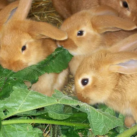 Doellelhof Apartment Erding