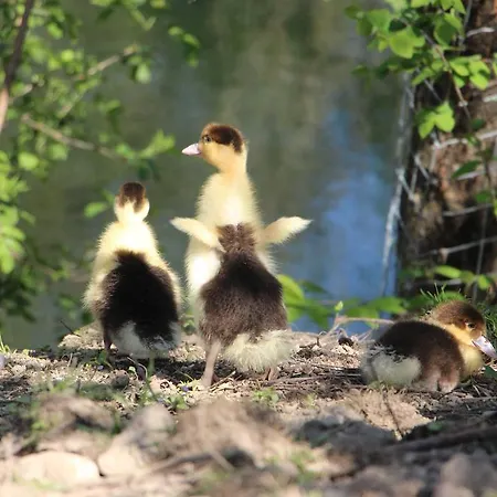 Apartment Doellelhof Erding