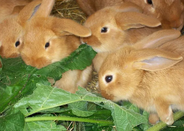 Doellelhof Апартаменты Эрдинг