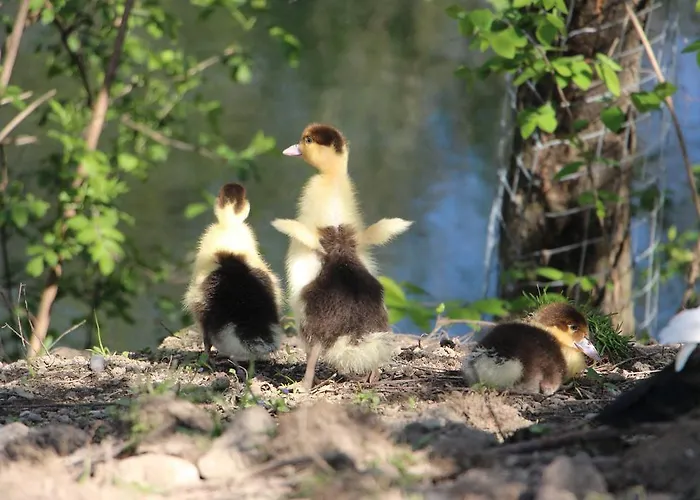 Апартаменты Doellelhof Эрдинг