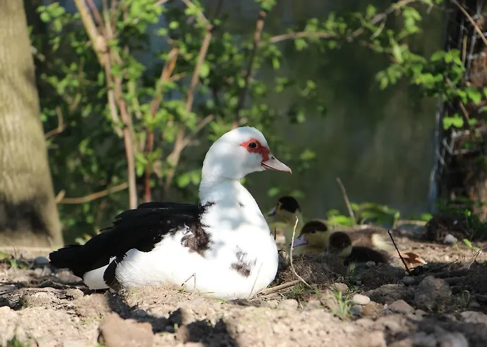 Апартаменты Doellelhof